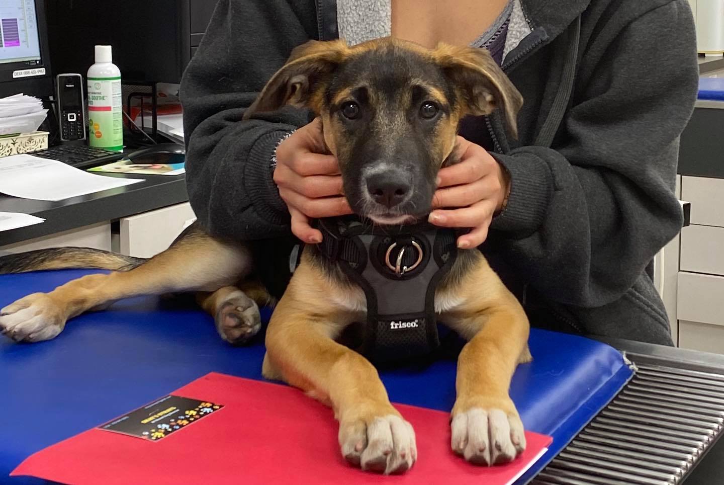 Westchester Veterinary Center & Cat Clinic Los Angeles, CA
