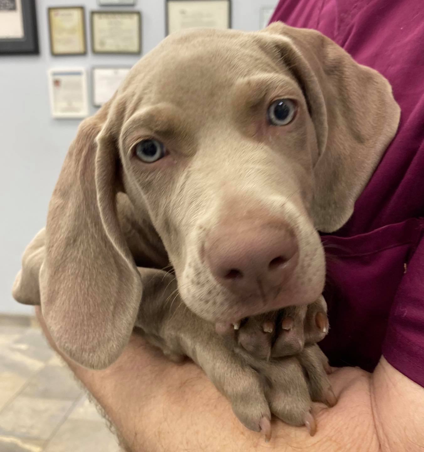 Westchester Veterinary Center & Cat Clinic Los Angeles, CA