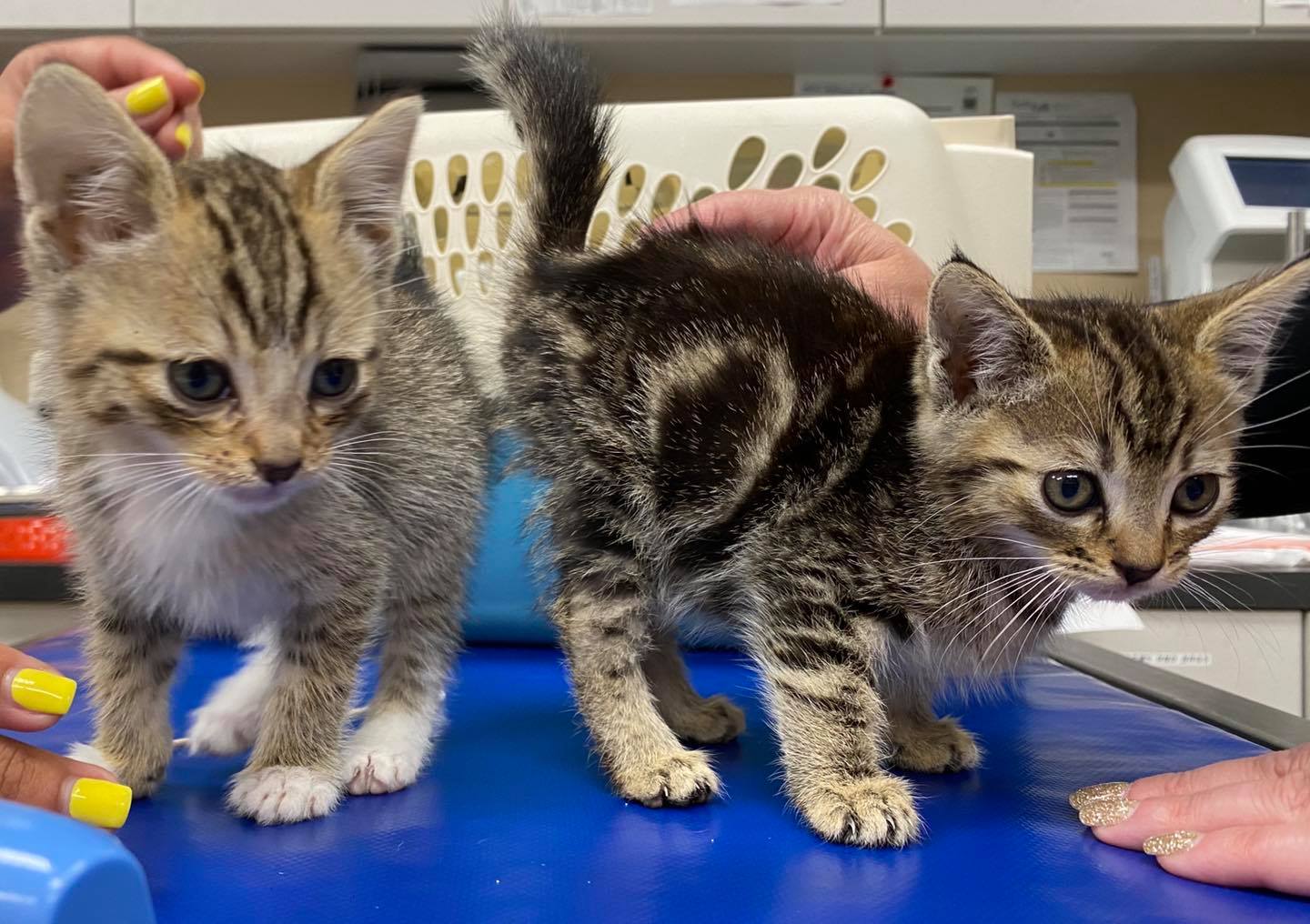 Westchester Veterinary Center & Cat Clinic Los Angeles, CA