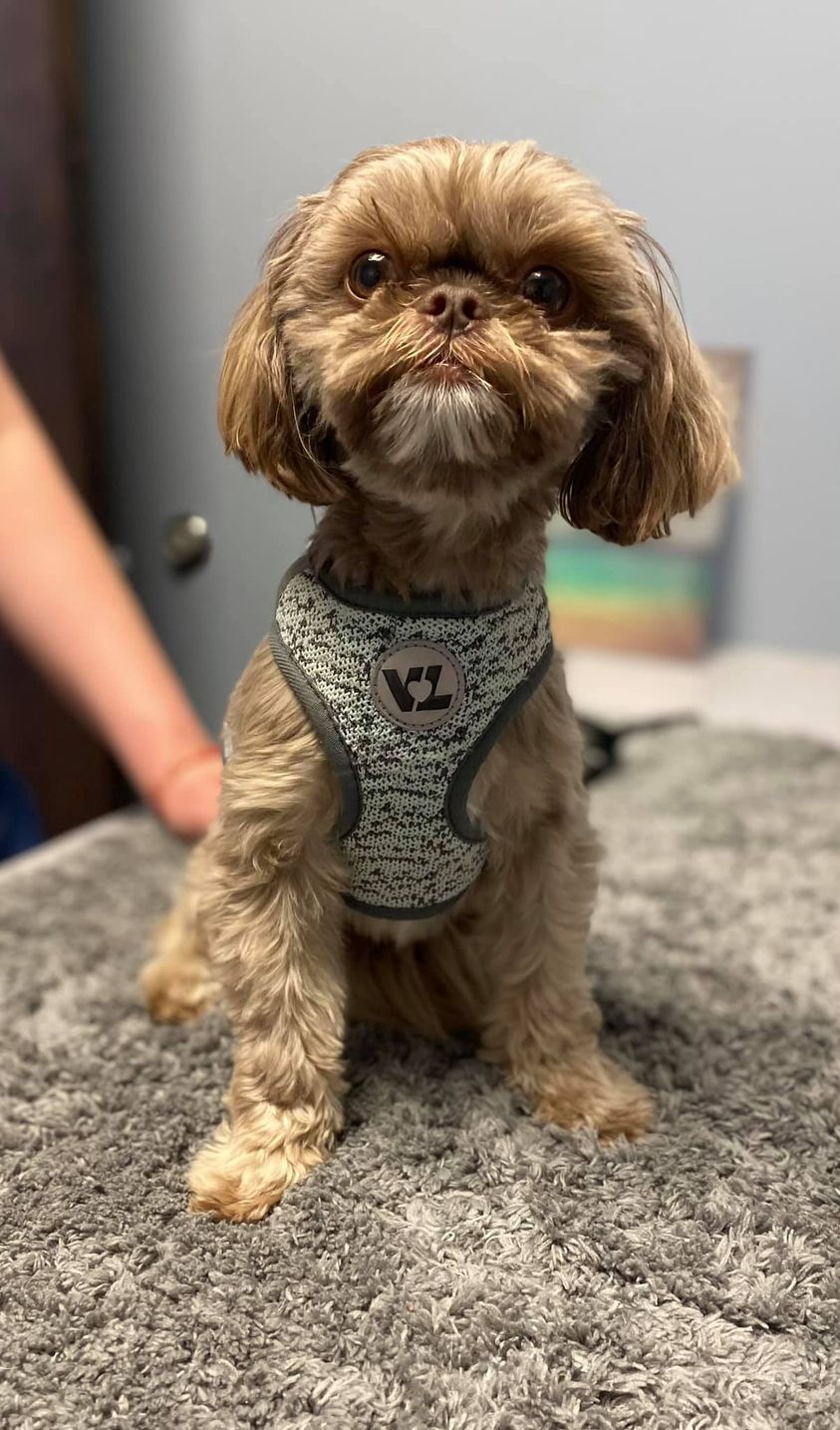 Find Pet Care Information and Veterinarians in Westover, Virginia Find Pet Care Information and Veterinarians in Westover, Virginia