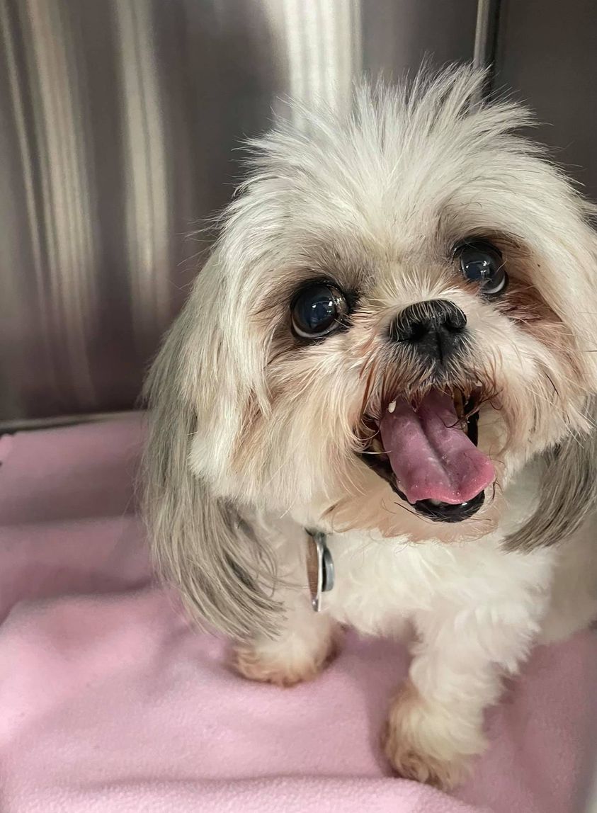 Find Pet Care Information and Veterinarians in Westover, Virginia Find Pet Care Information and Veterinarians in Westover, Virginia