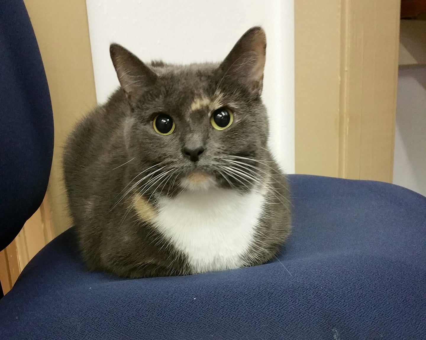 craigslist pets winchester va Big Deal EZine Picture Archive