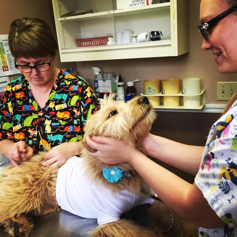 Wise County Animal Hospital Wise, VA