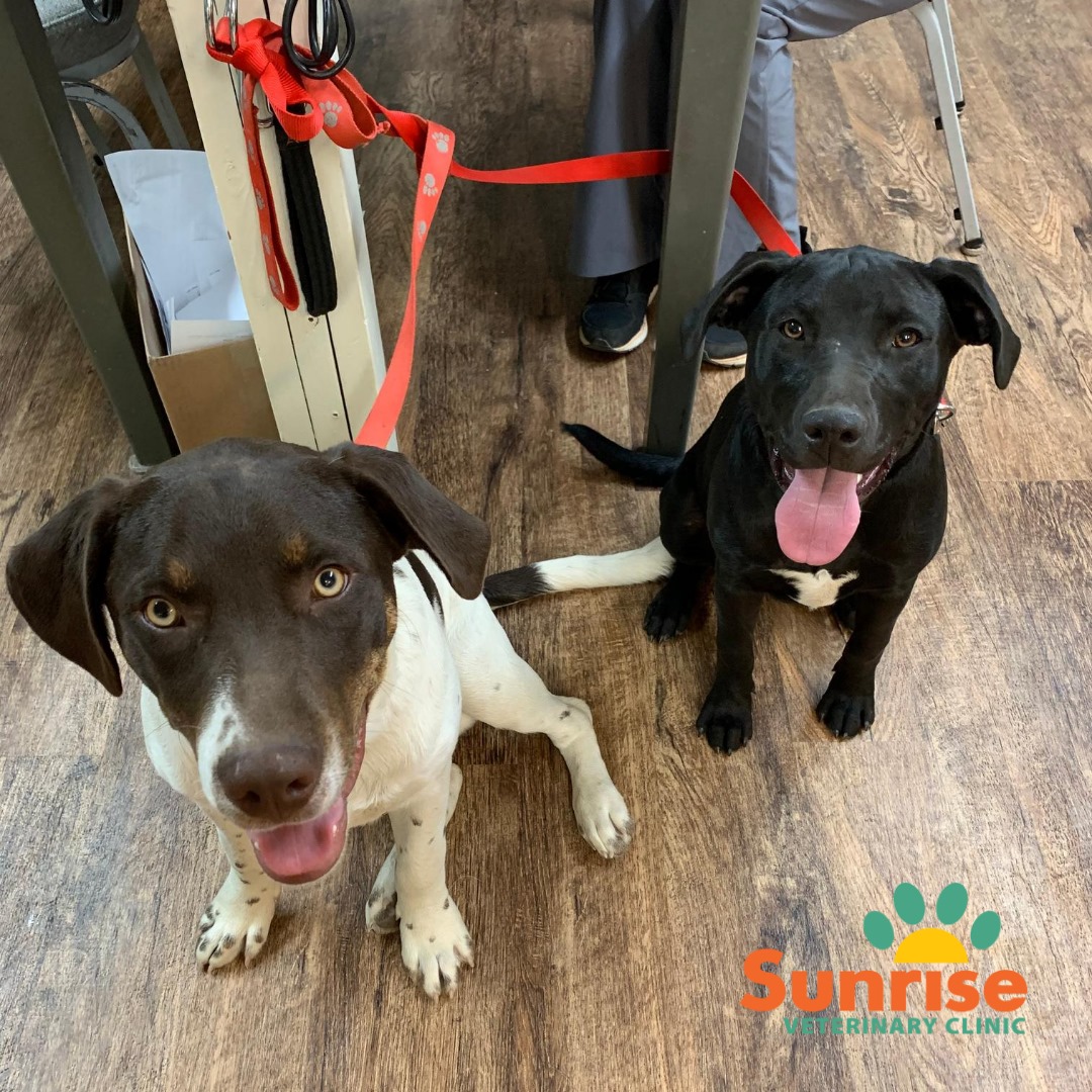 Find Pet Care Information and Veterinarians in West-richland, Washington Find Pet Care Information and Veterinarians in West-richland, Washington