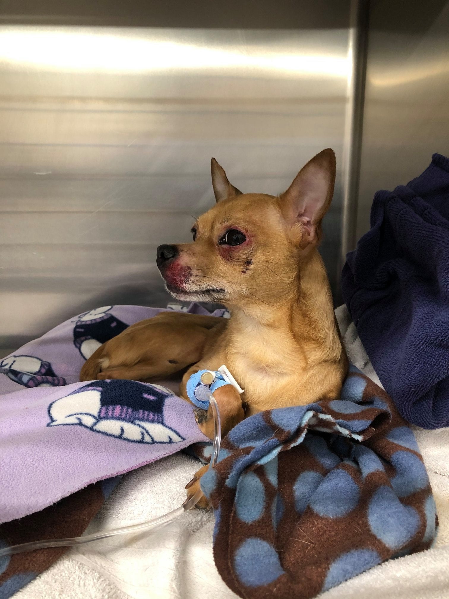 EdmondsWestgate Veterinary Hospital Edmonds, WA