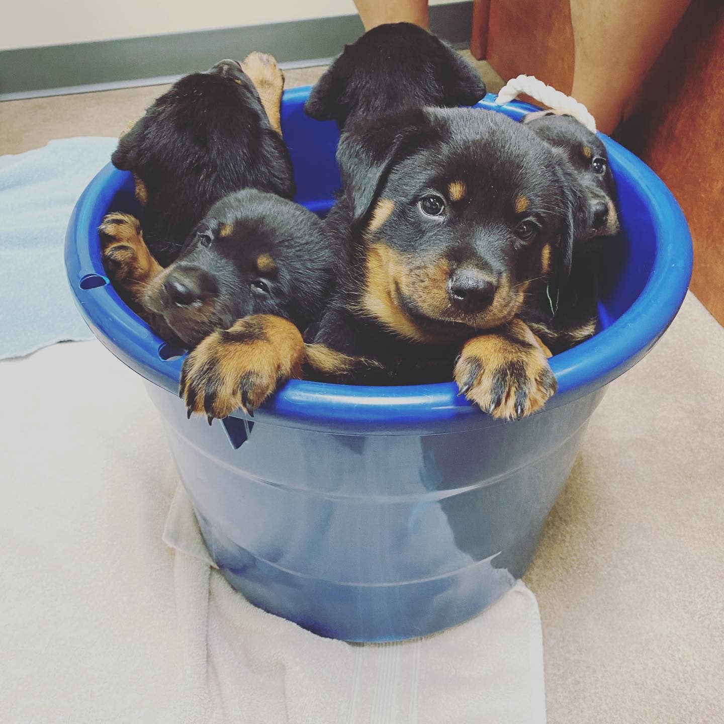 Animal Hospital of Parkland – Tacoma, WA Animal Hospital of Parkland – Tacoma, WA