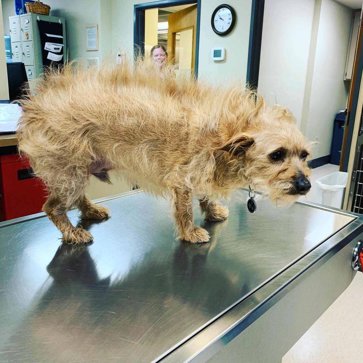 Animal Hospital of Parkland – Tacoma, WA Animal Hospital of Parkland – Tacoma, WA