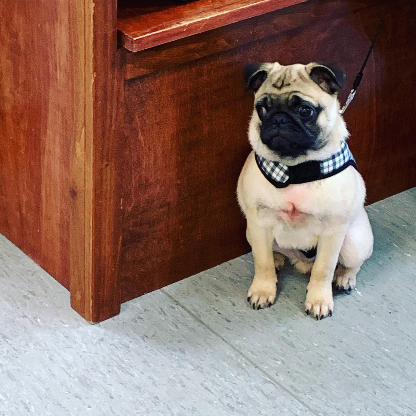 Animal Hospital of Parkland – Tacoma, WA Animal Hospital of Parkland – Tacoma, WA