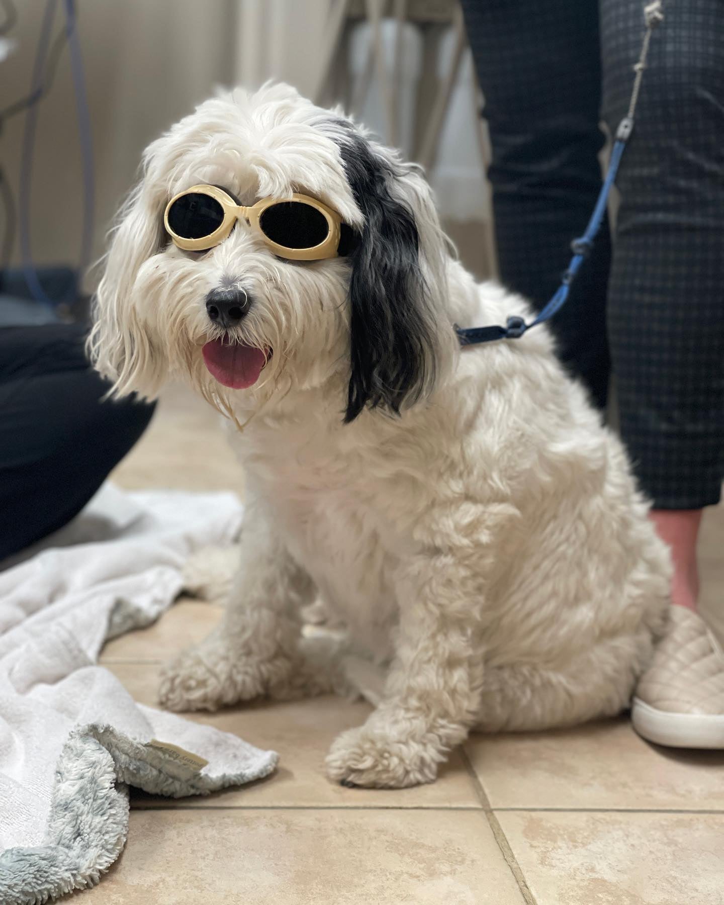 Willowbrook Animal Clinic – Fairfield, NJ