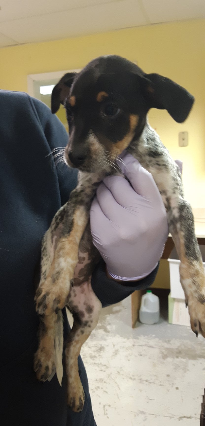 Navajo Nation Veterinary Management Bonito, NM