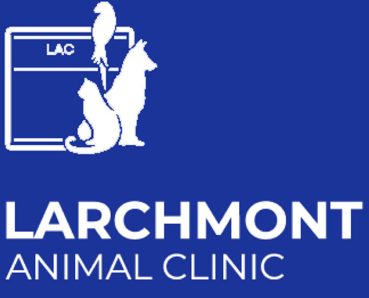 Larchmont Animal Clinic – Los Angeles, CA