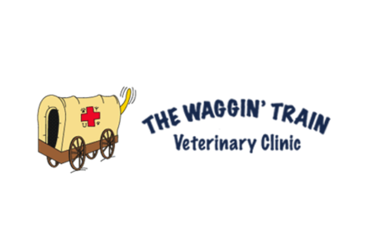 Border Collie  The Waggin' Train Veterinary Clinic