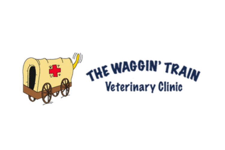 Border Collie The Waggin' Train Veterinary Clinic