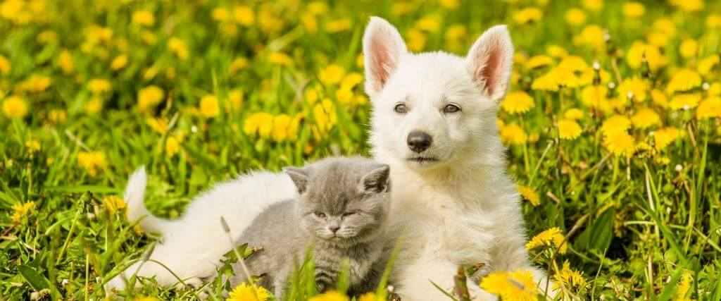 Pet Poison Prevention Week: Spring Flowers, Cleaning, and Other Toxic Items For Cats and Dogs