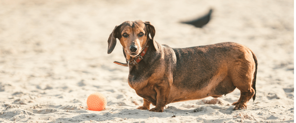 Plump Pup Problems: 7 Tips For Preventing Dog Obesity
