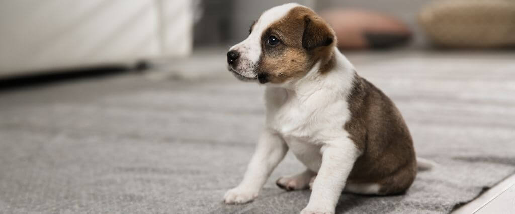 7 Puppy Potty Training Tips to Save Your Sanity…and Your Home