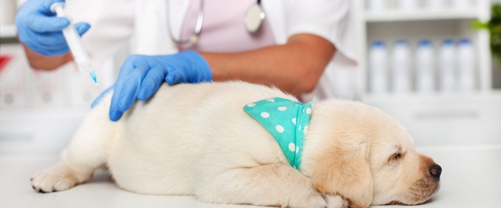 Puppy Vaccination FAQs and The Answers You Need to Know