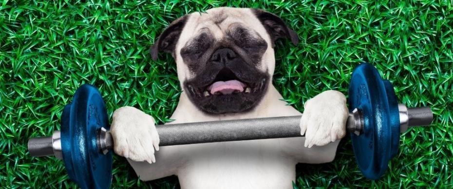 New Year's Resolutions for healthier pets