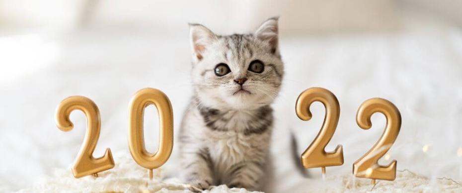 setting your cat up for optimal health this year