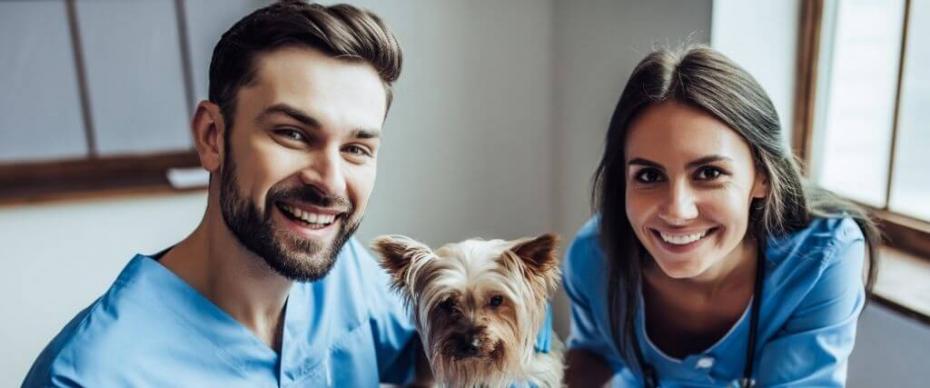 How veterinary professionals protect their mental health
