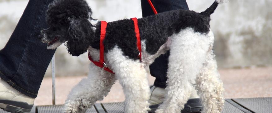 How to Choose the Best Dog Leash and Collar for Your Pet