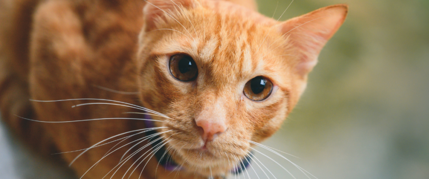 




10 Commonly Asked Questions About Cats and Their Answers


