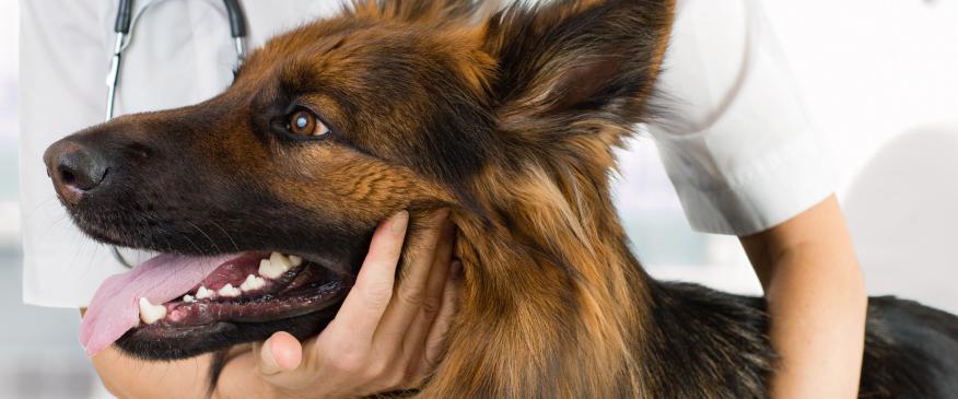 




What Are the Core and Non-Core Vaccines For Dogs? Your FAQs Answered!


