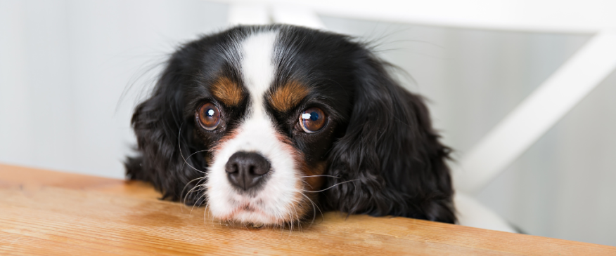 




4 of the Most Annoying Dog Behaviors and How to Fix Them


