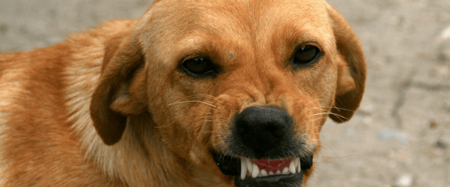Dog Bite Prevention: 3 Things You Should Know 