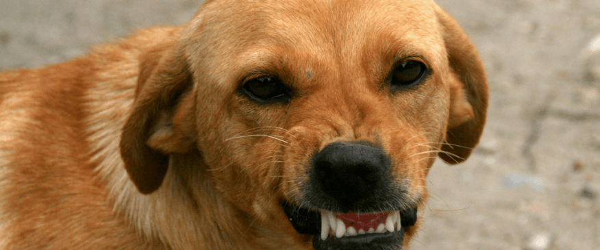 




Dog Bite Prevention: 3 Things You Should Know 


