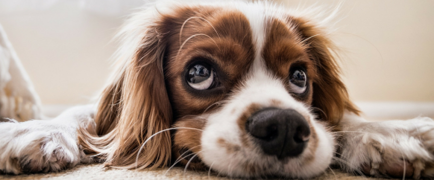 




Why Dog Diagnostic Imaging May Be Needed 


