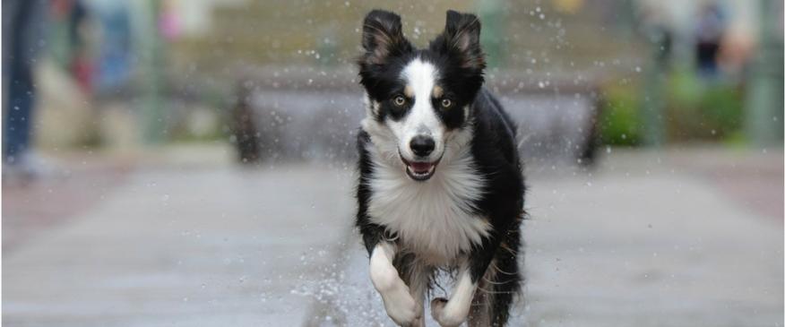 Why Microchip Your Dog? 