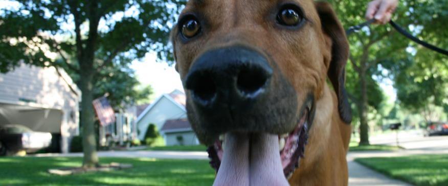 How Hot is Too Hot? Heat Stress in Pets