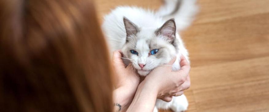 10 Cat Breeds That Make Perfect Pets