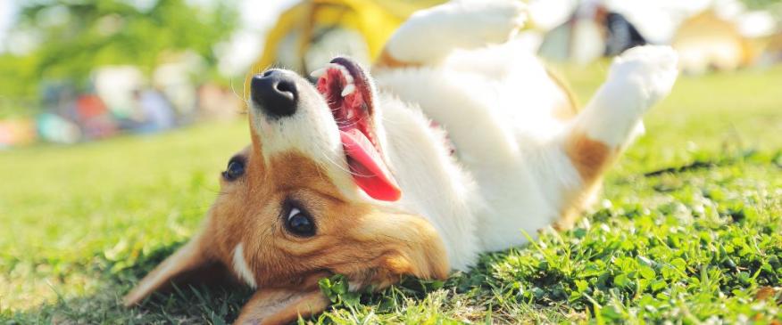 




10 Commonly Asked Questions About Dogs and Their Surprising Answers


