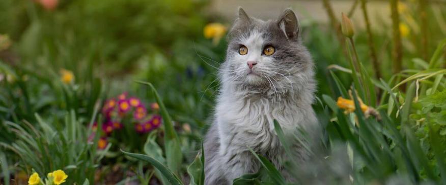 12 Things Your Pet Could Be Allergic To