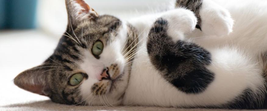 




4 Feline Behaviors that Could Become Problematic


