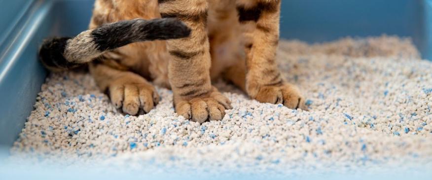 




 4 Essential Litter Box Tips Every Cat Owner Should Know


