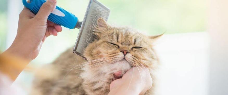 5 Grooming Tips for New Cat Owners 