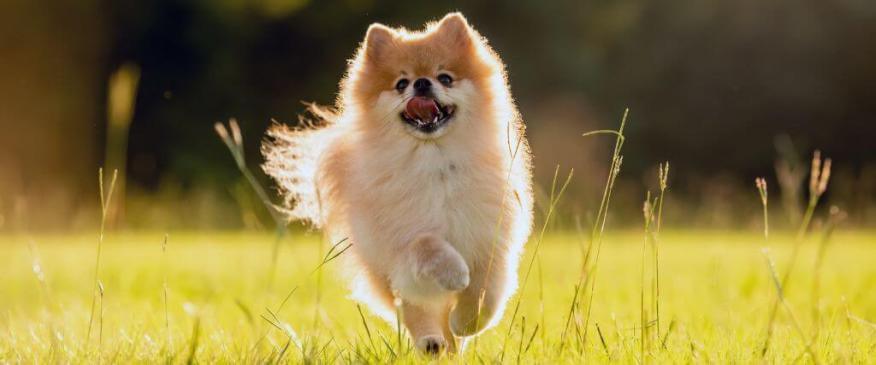 5 Tips for Selecting the Best Flea and Tick Prevention For Your Dog