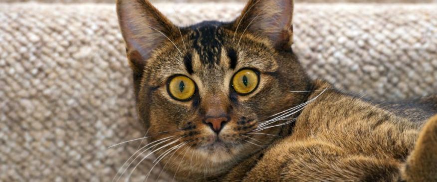 




5 Common CAT-astrophes and How to Handle Them


