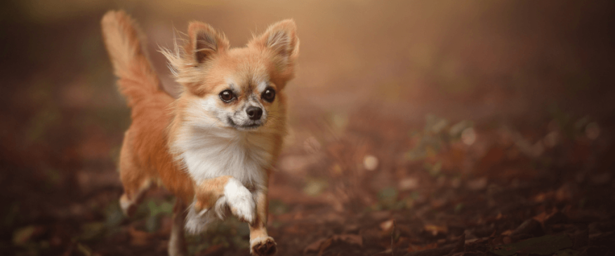 




5 Fascinating Dog Breeds from Mexico


