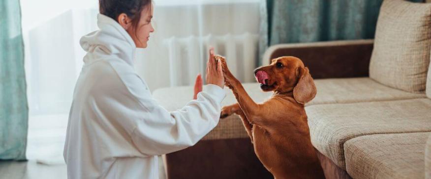 




 5 Fun Indoor Games to Keep Your Dog Entertained When It&#039;s Too Cold Outside


