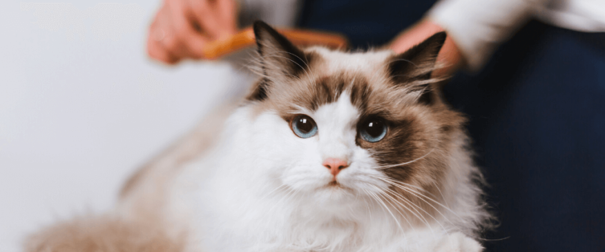 




The 5 Grooming Things You Should Check On Your Cat Every Month


