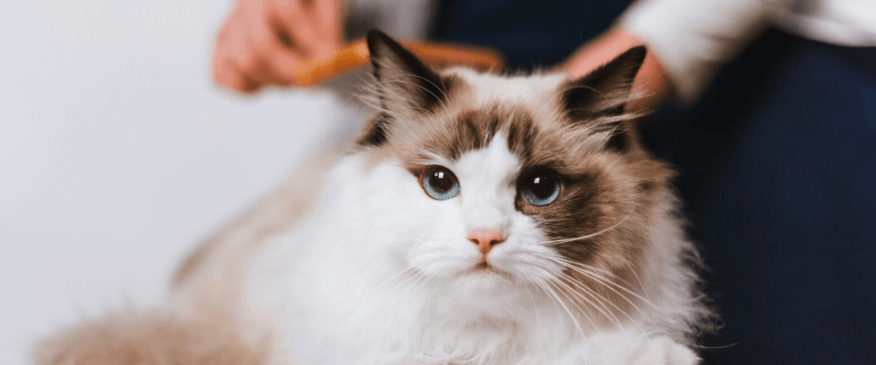 The 5 Grooming Things You Should Check On Your Cat Every Month