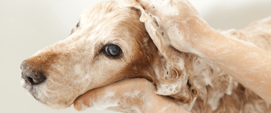 




The 5 Grooming Things You Should Check on Your Dog Every Month


