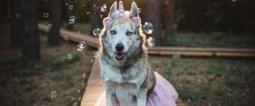 




8 Howl-o-ween Costumes That Will Make Your Dog the Bark of the Town


