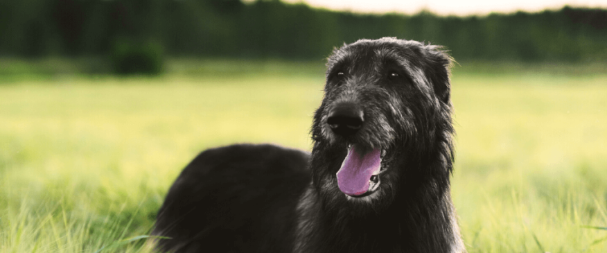 




The 9 Dog Breeds From Ireland


