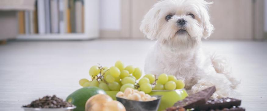 




9 Human Foods That Are Toxic to Pets (And Their Healthy Alternatives!)


