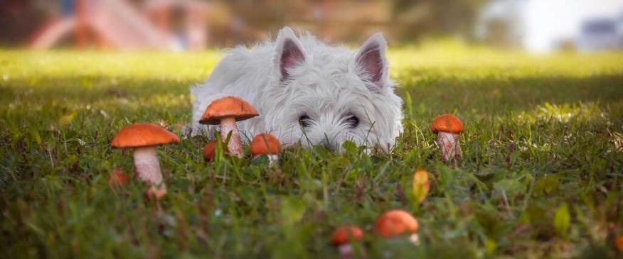 




A Fungus Among Us: Mushroom Ingestion in Dogs


